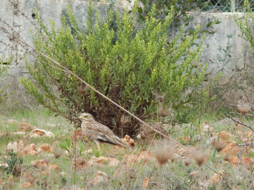 Stone Curlew