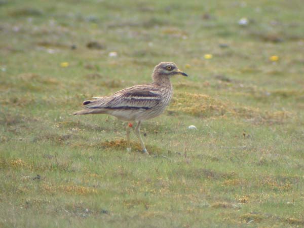 Stone-curlew