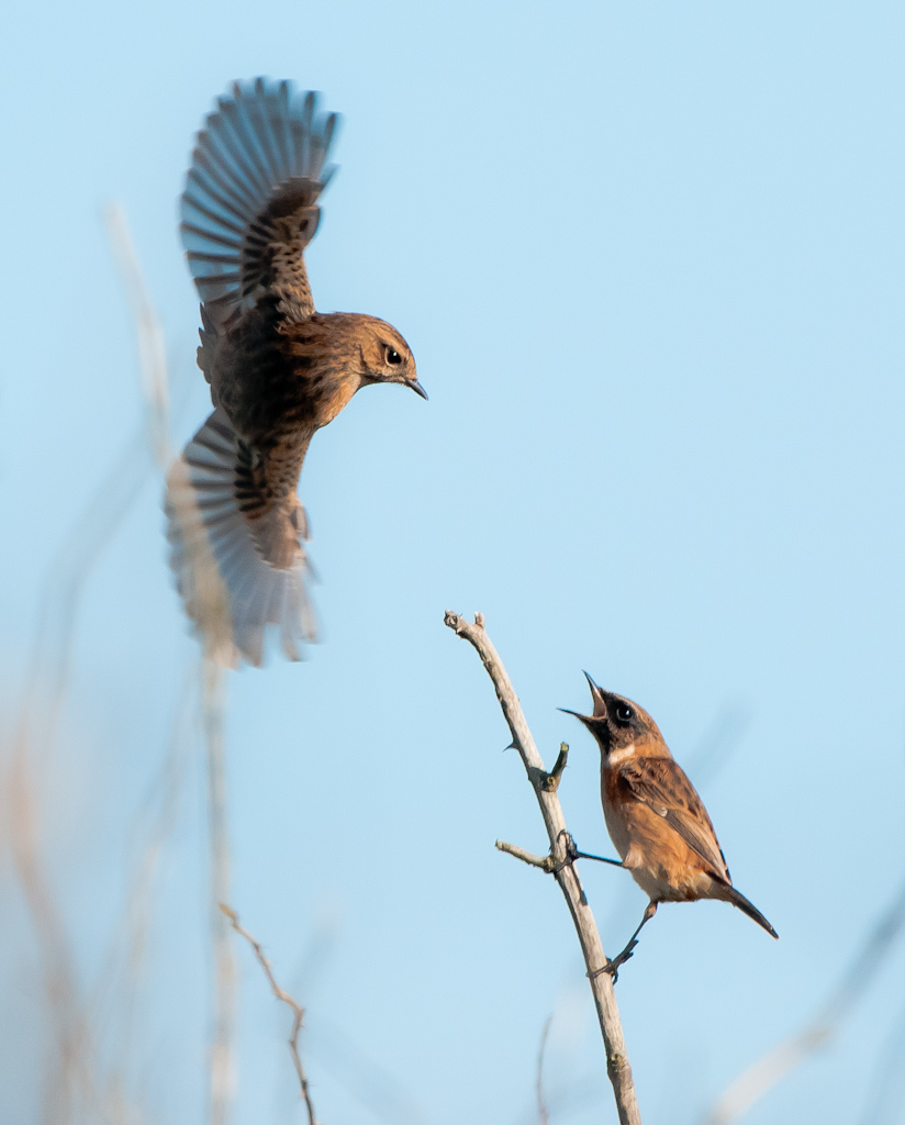 Stonechat Love!