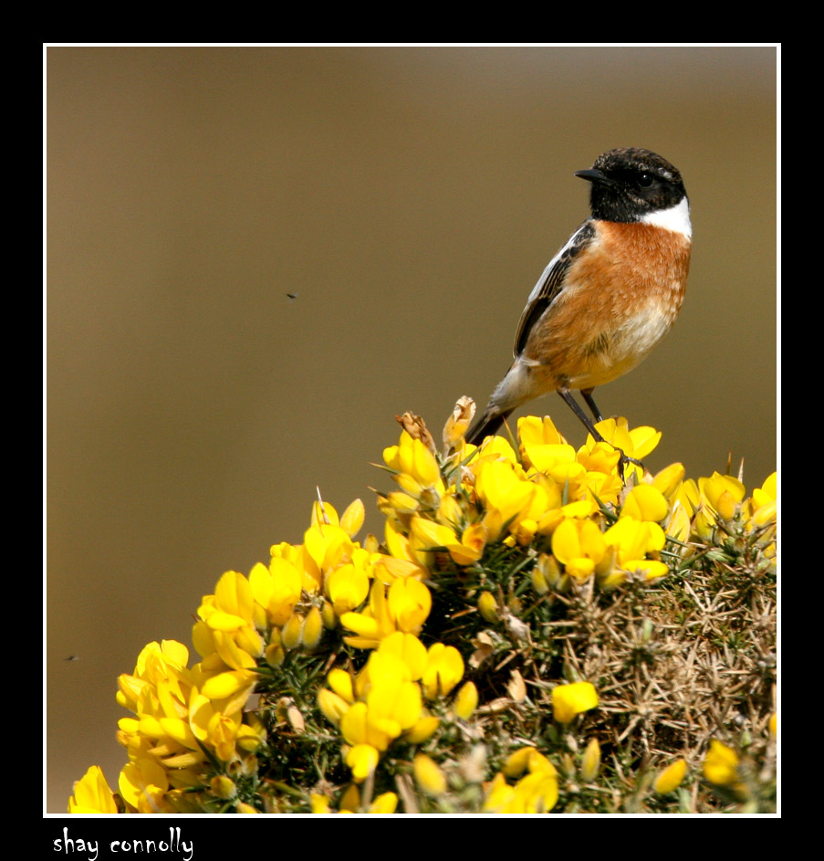 Stonechat