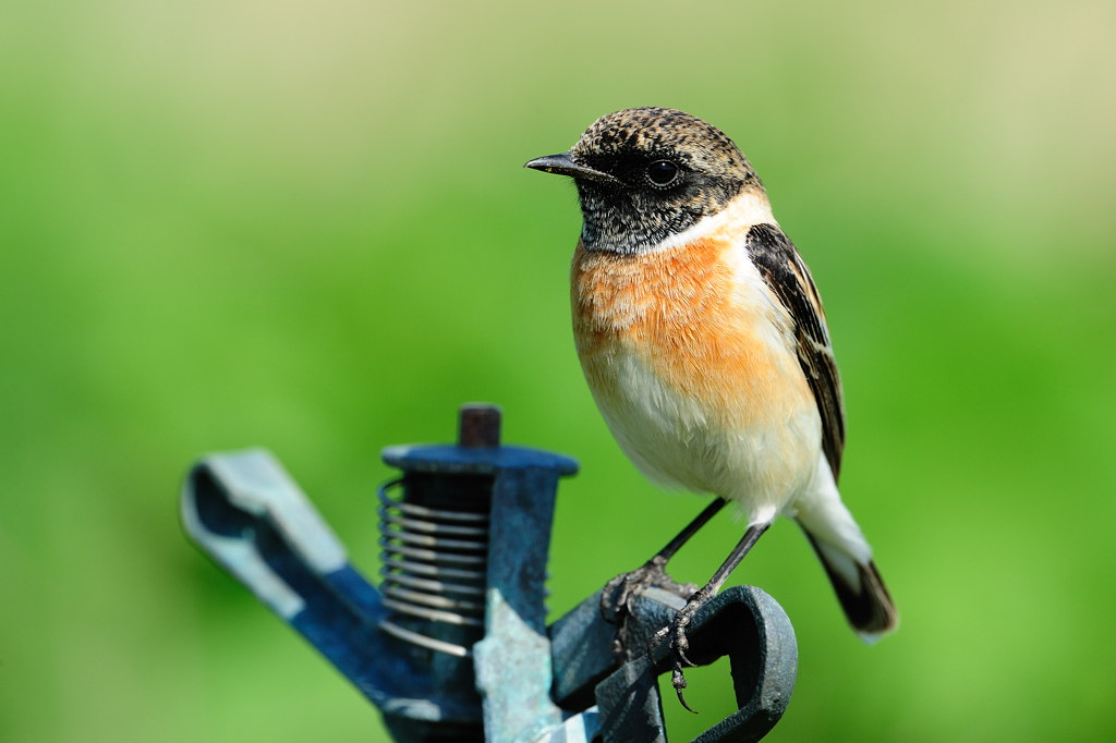 Stonechat