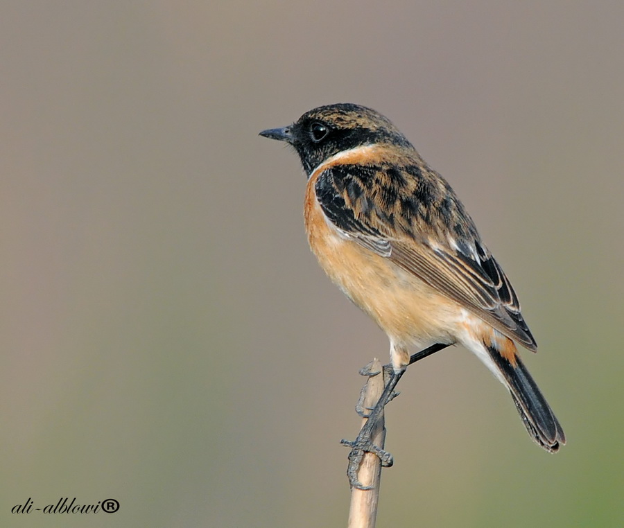 Stonechat