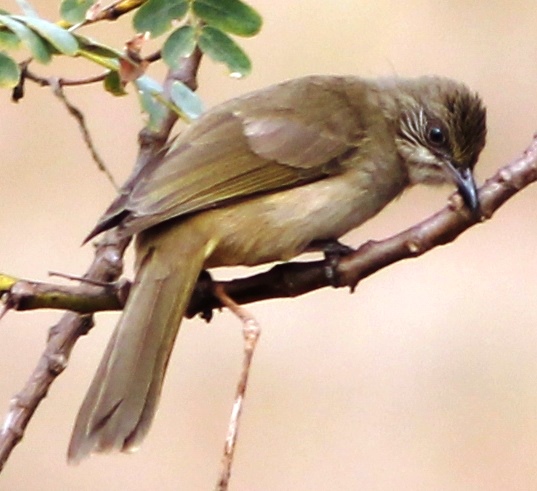 Streak-eared Bulbul (Pycnonotus conradi)