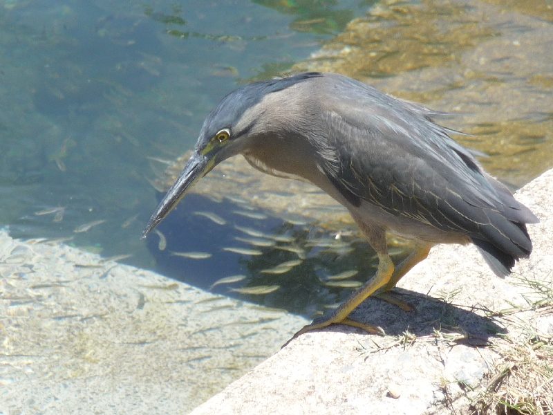 Striated Heron