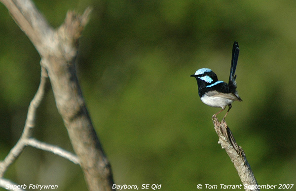 Superb Fairywren