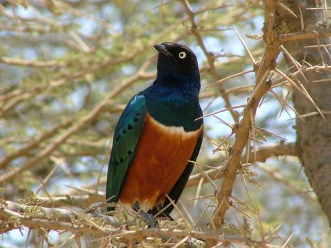 Superb Starling