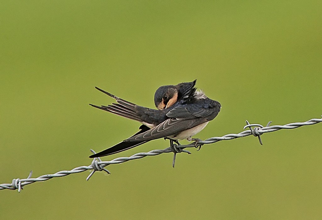 Swallow on a Wire