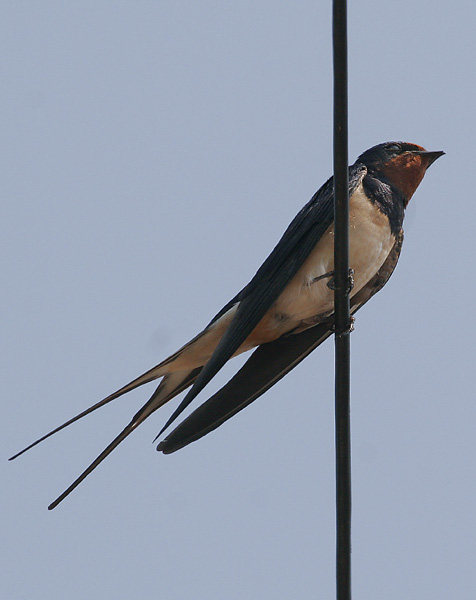 Swallow on a Wire