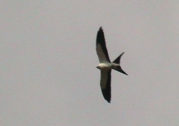 Swallow-tailed Kite