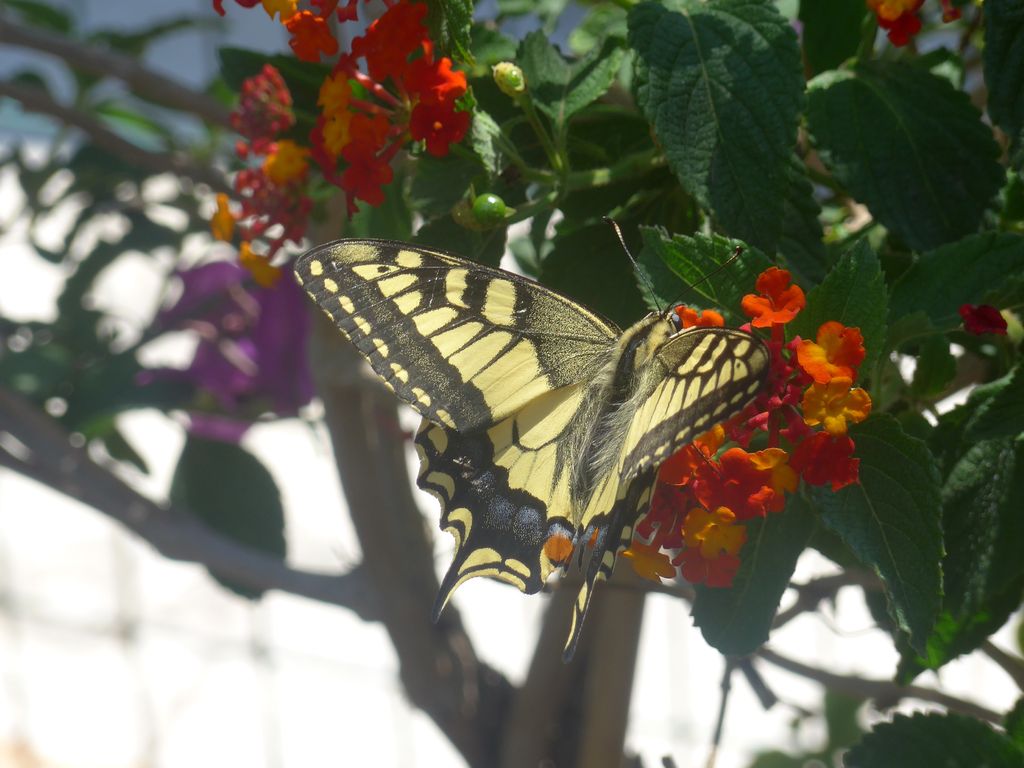 Swallowtail