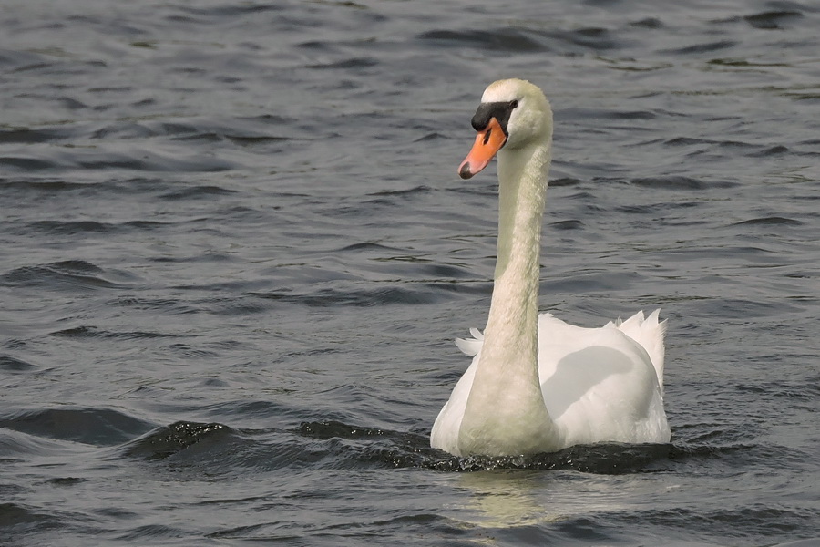 Swan