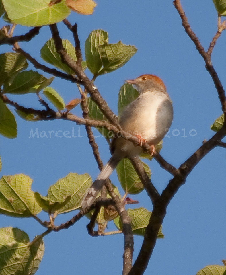 Tabora Cisticola (for Opus)