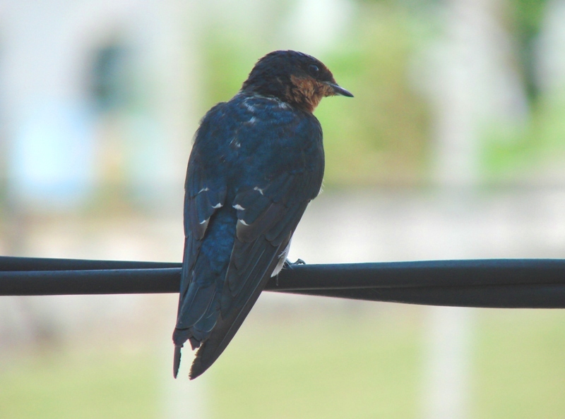 Taiwan Swallow after the storm