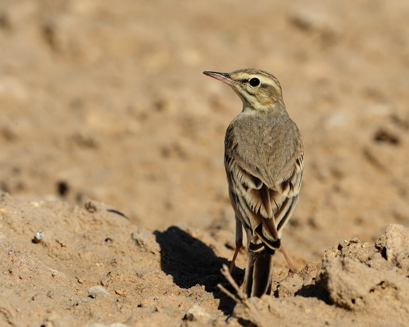 Tawny pipit