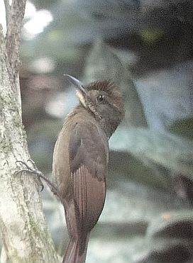 Tawny-winged Woodcreeper