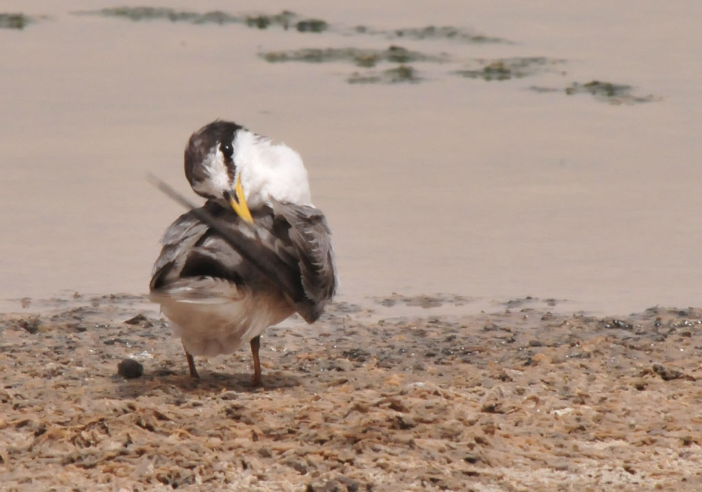 Tern Turn