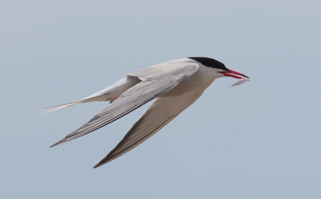 Tern