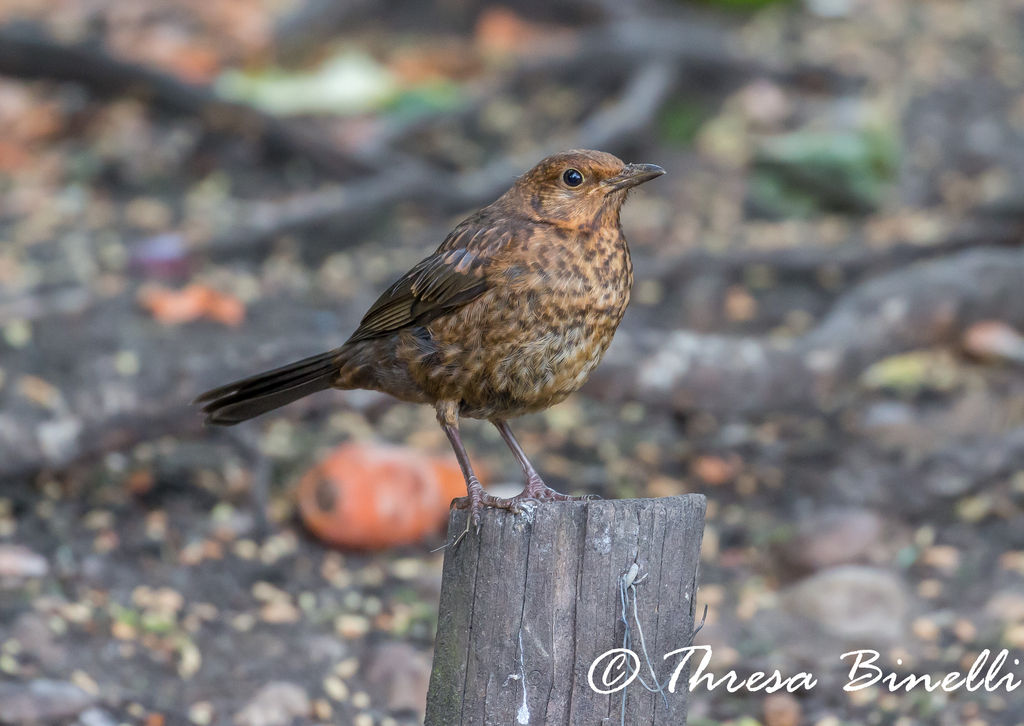 The black bird