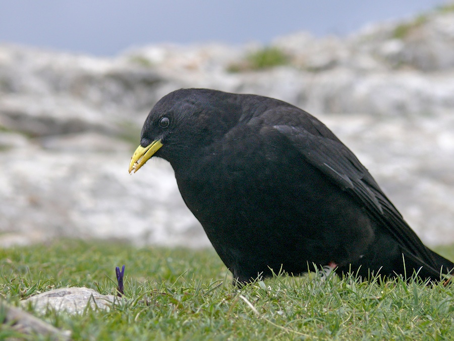 The Chough and the flower
