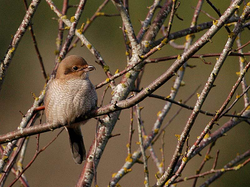 the Friendly Shrike