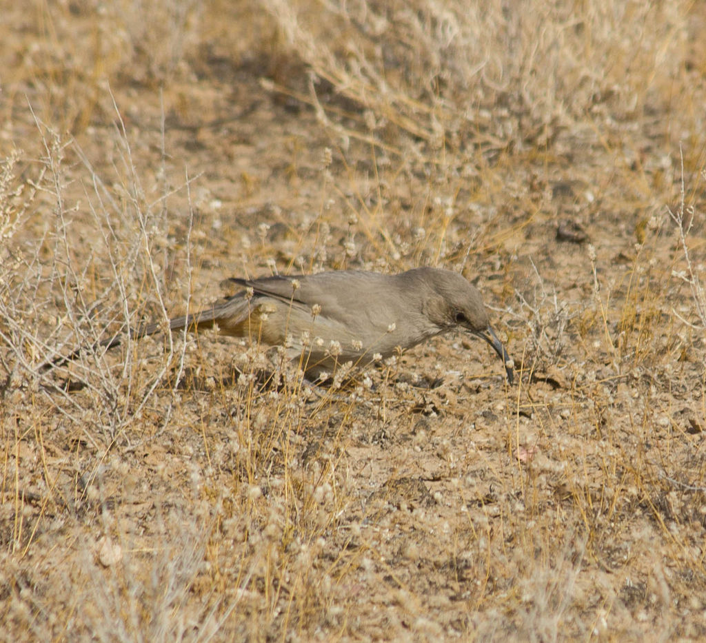 The ghost of the saltbush plains, A.K.A LeConte's Thrasher