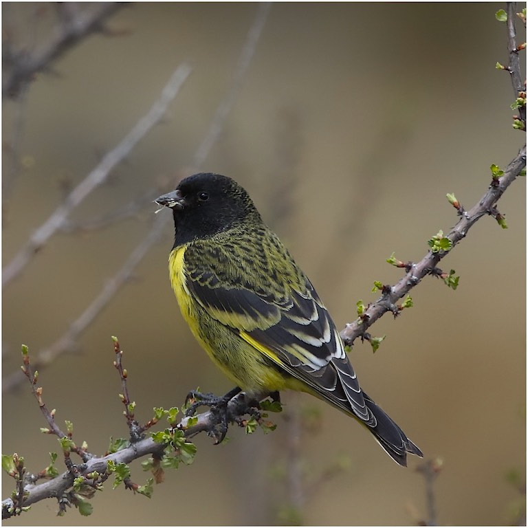 Thick-billed Siskin (male)
