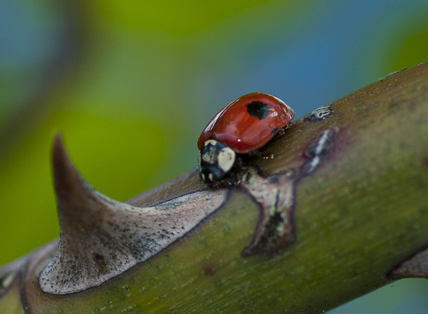 Thorn-beetle