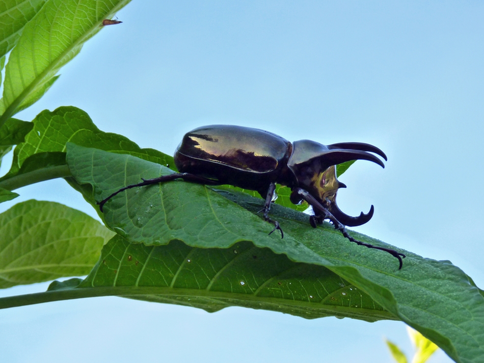 Three Horn Rhinoceros Beetle