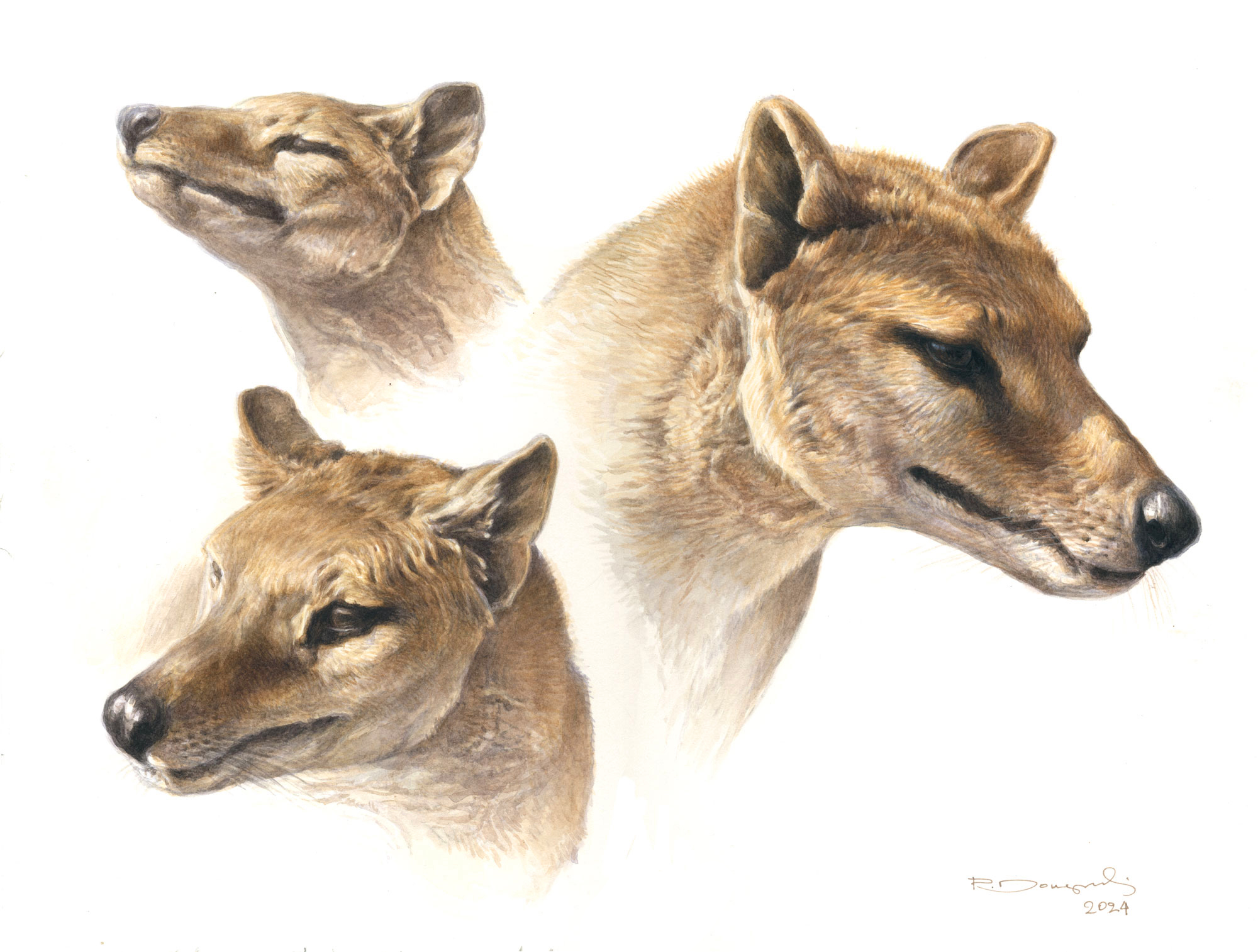 THYLACINE-PORTRAITS