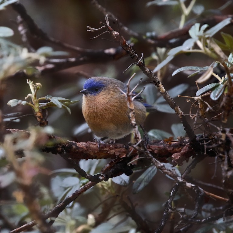 Tit-like Dacnis (female)