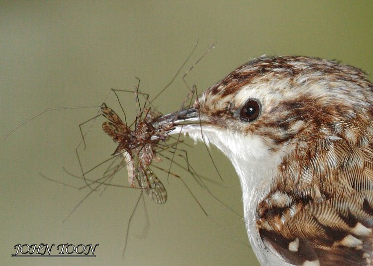 tree creeper