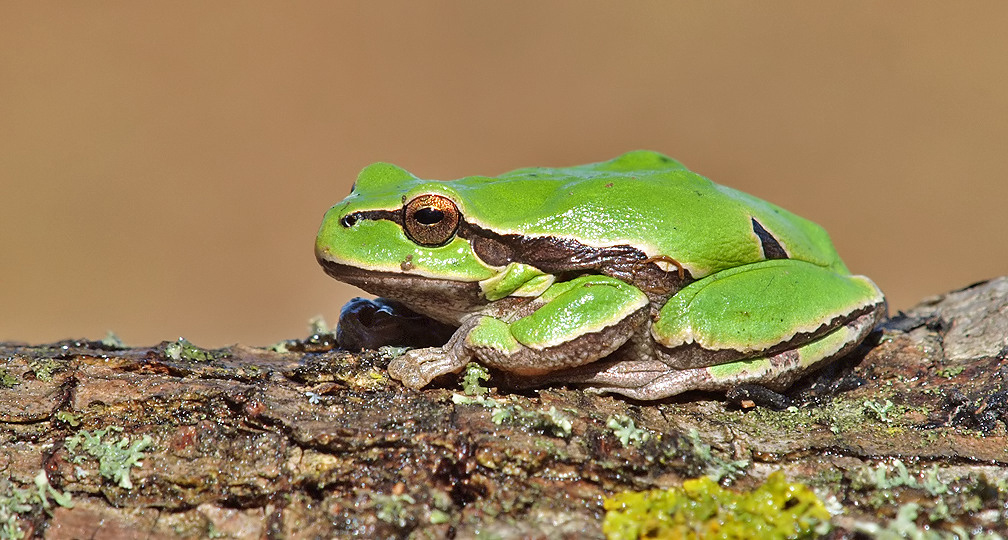 Tree Frog