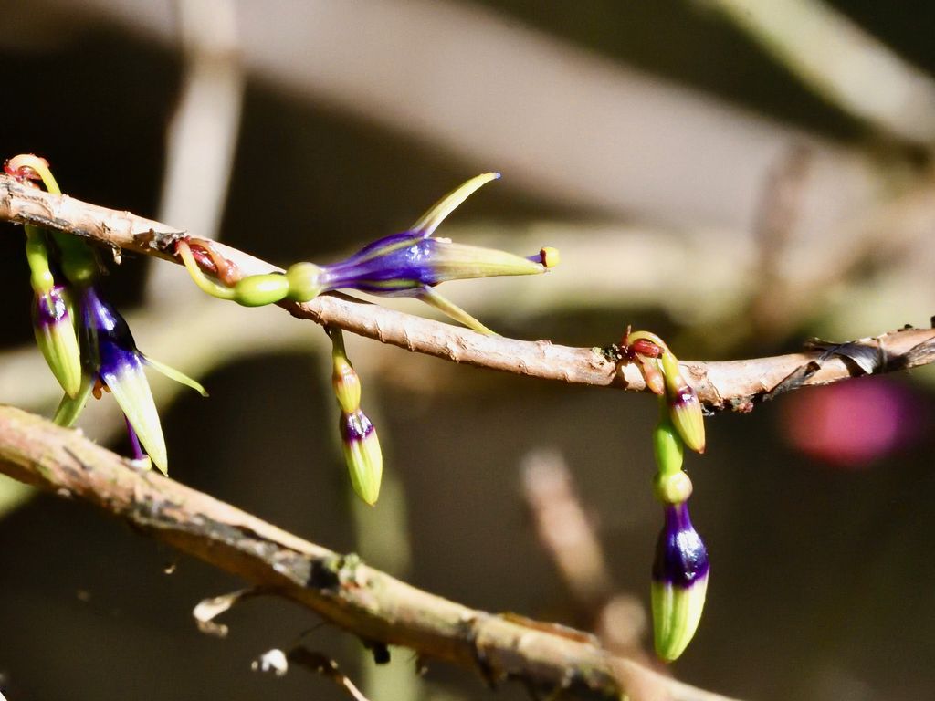 tree fuchsia