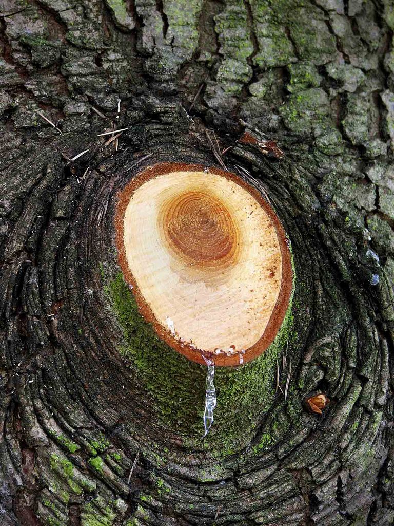 Tree sap