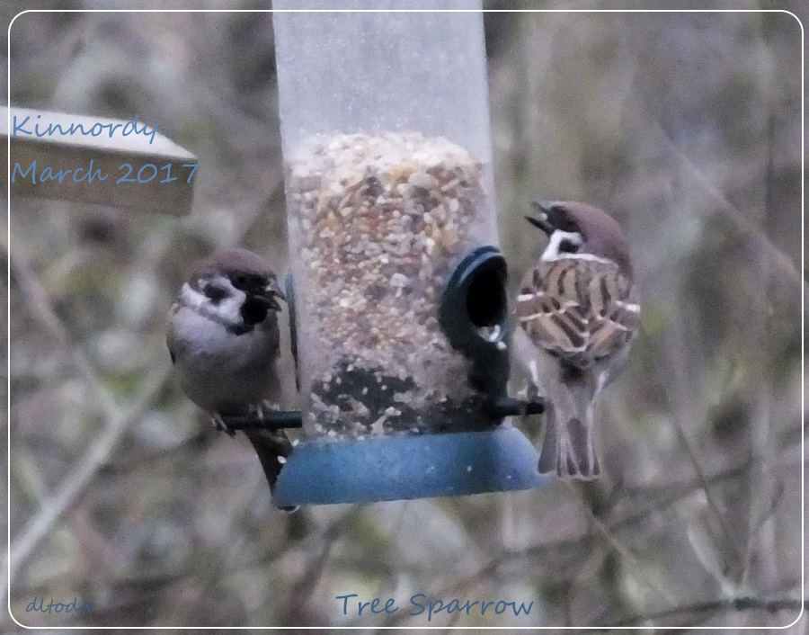 Tree Sparrow