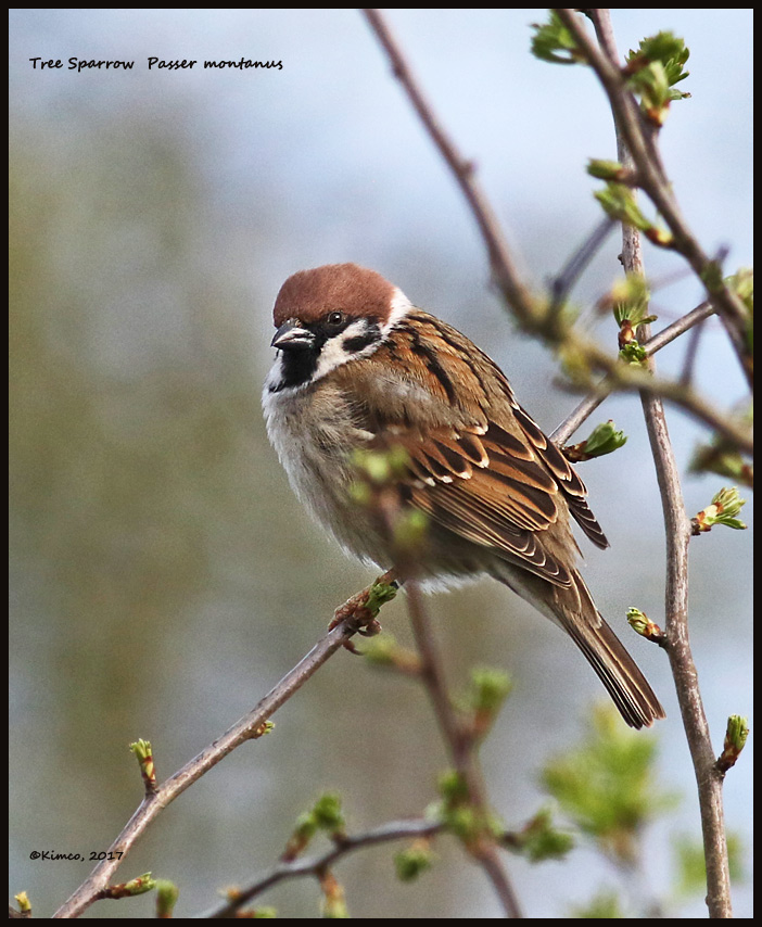 Tree Sparrow