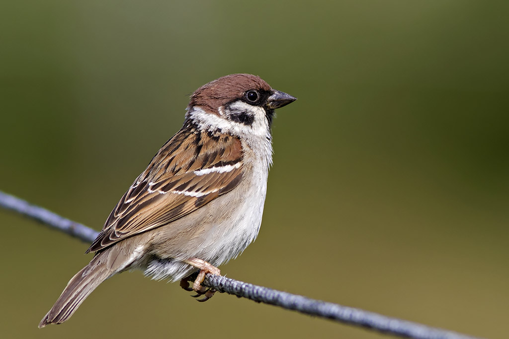 Tree Sparrow