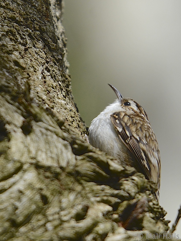 Treecreeper