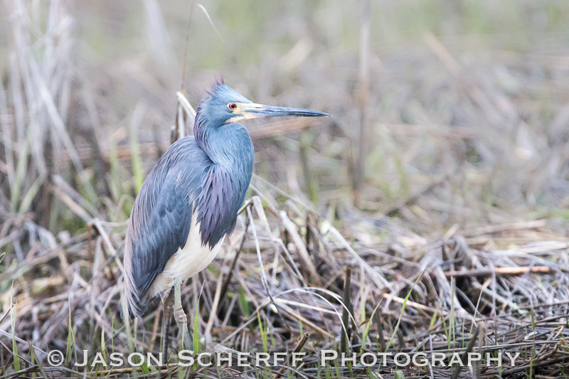 Tricolored heron