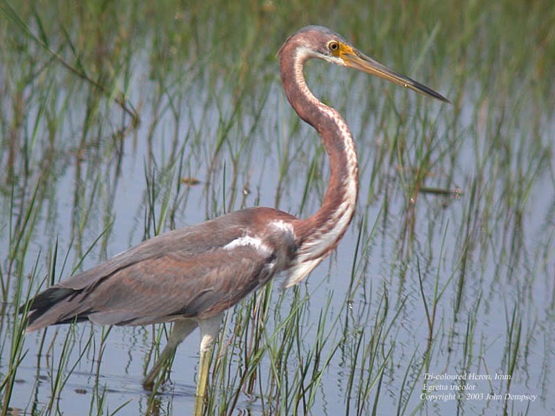 Tricoloured Heron