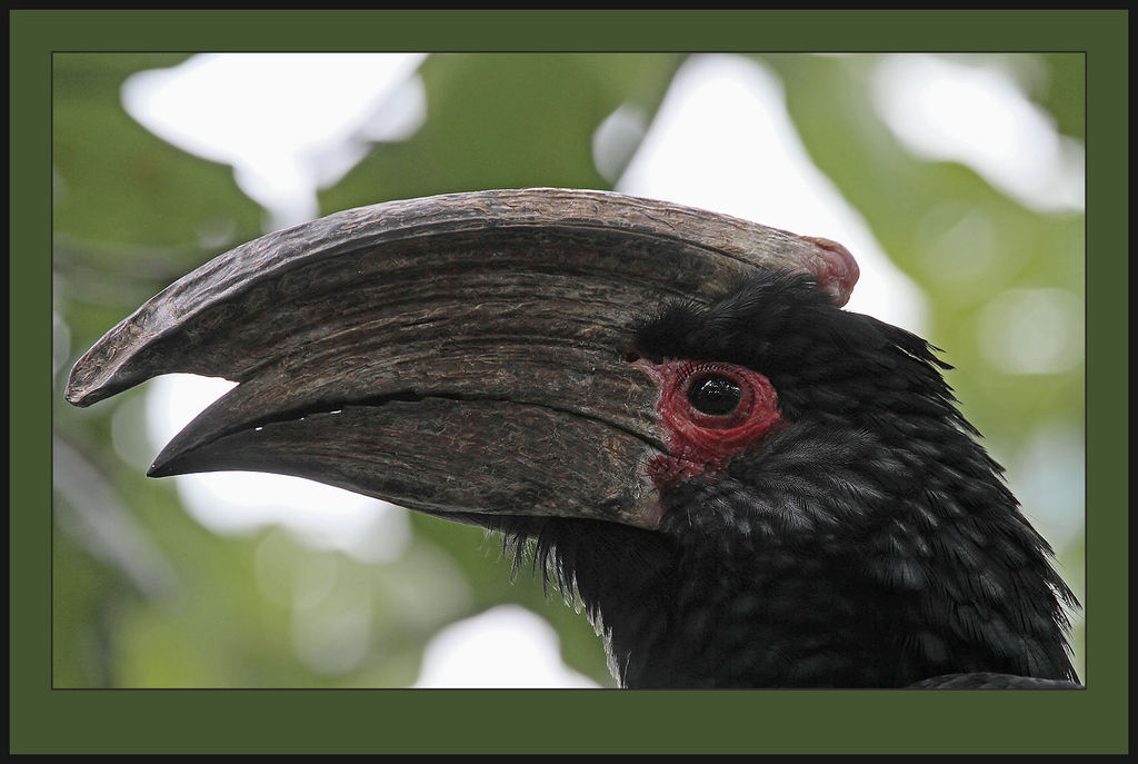 Trumpeter Hornbill male