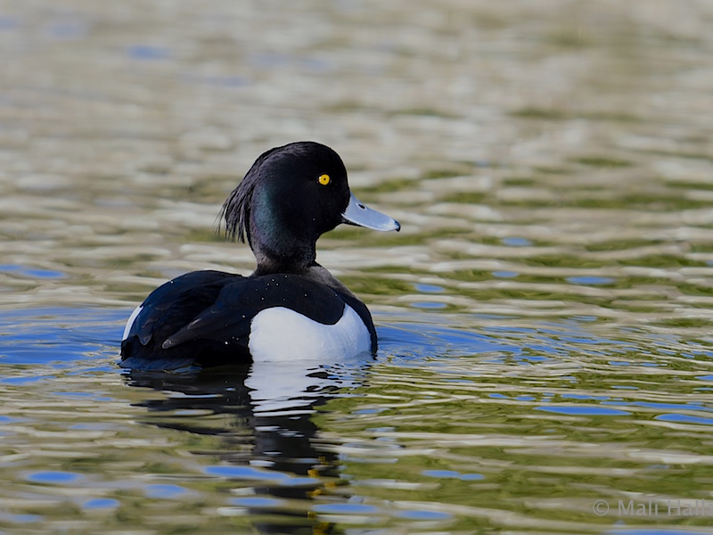 Tufted Duck