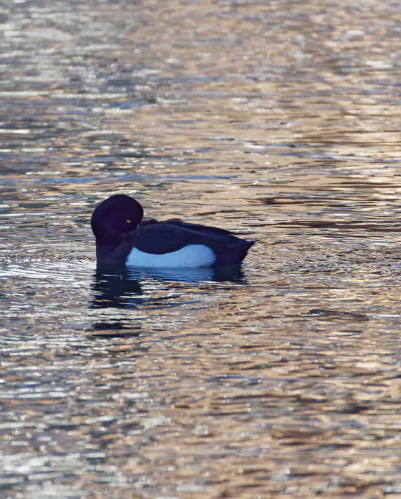 Tufted Duck