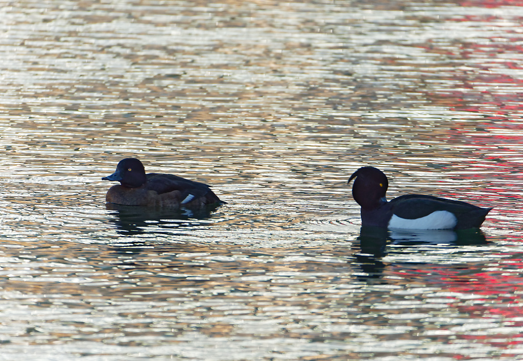 Tufted Ducks