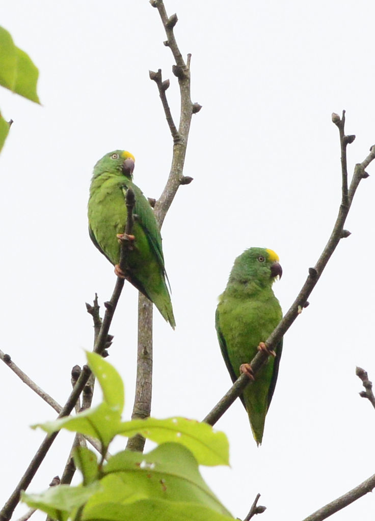 Tui Parakeet