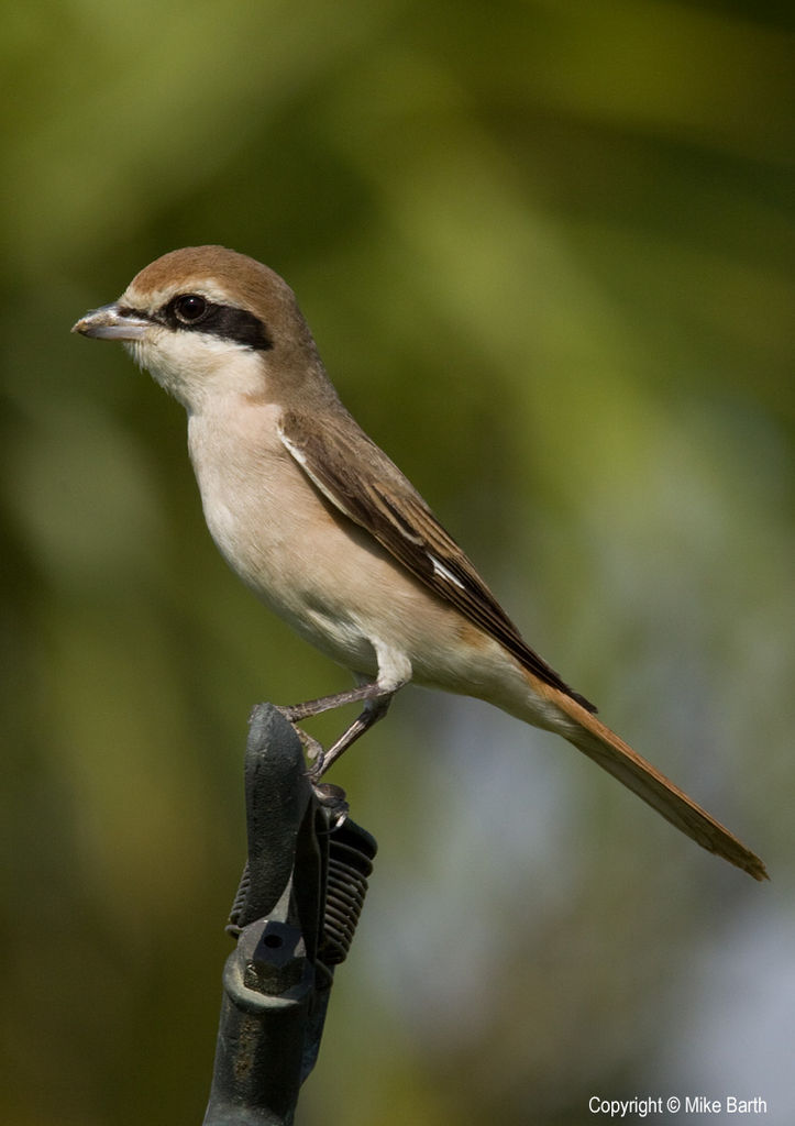 Turkestan Shrike