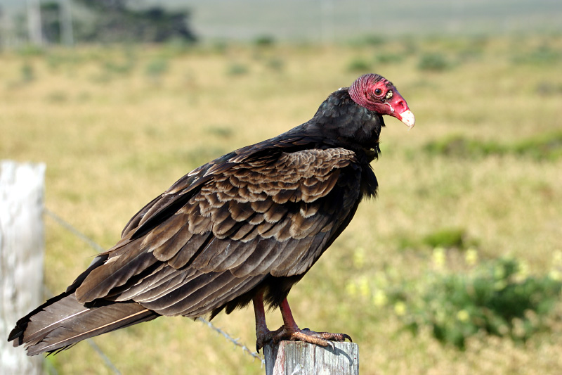 Turkey Vulture