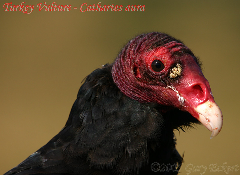 Turkey Vulture