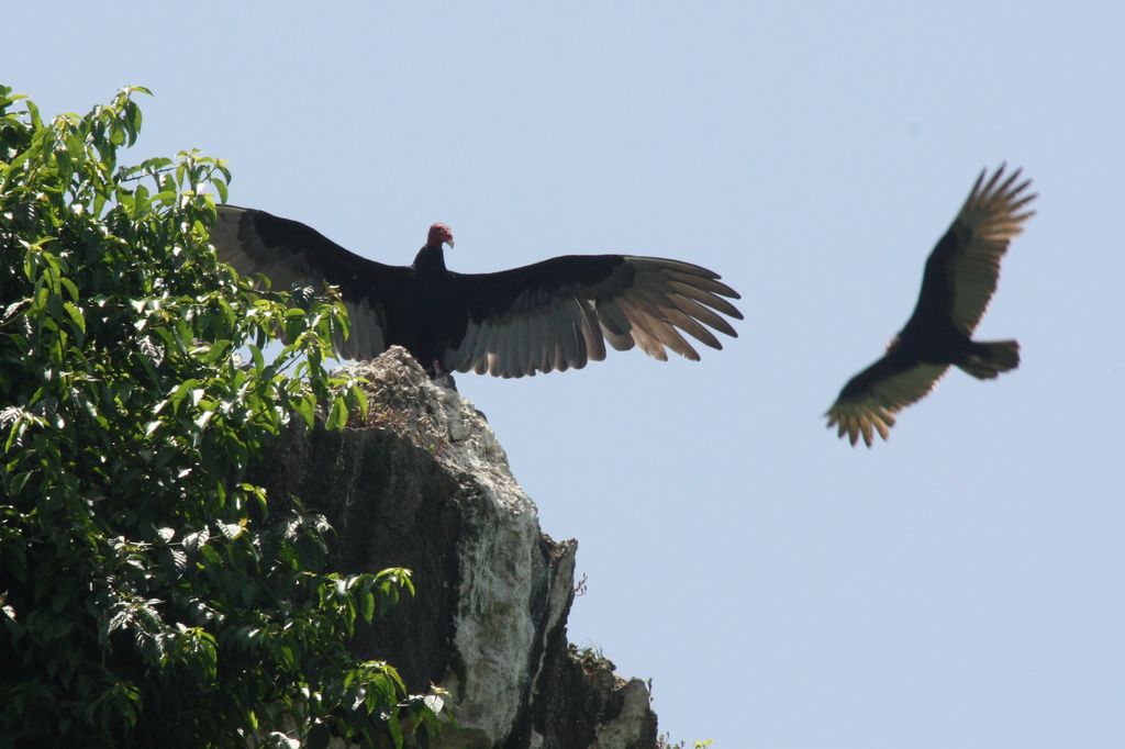 Turkey Vulture