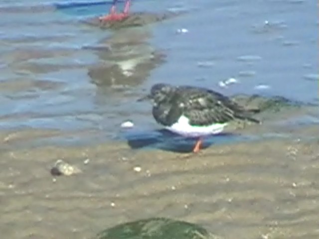 Turnstone